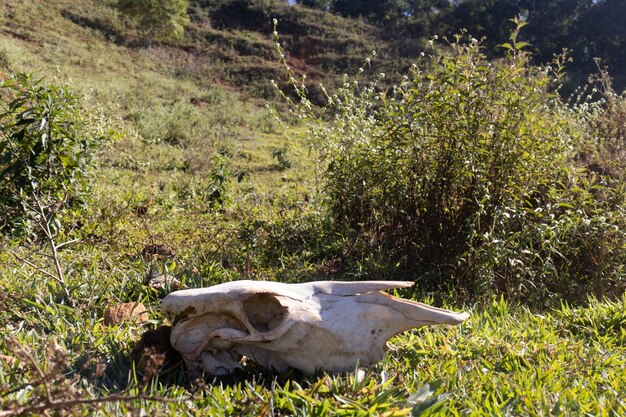 skull of a bovine animal in the field on top of the grass on a sunny day with the blue sky