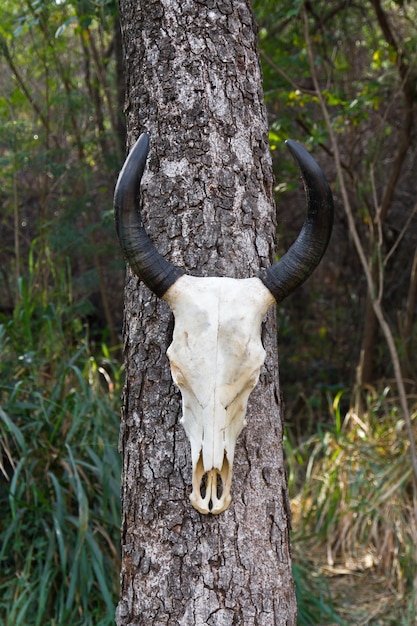 Skull buffalo