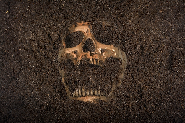 Skull buried in the ground