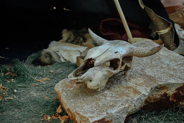 石の水牛の頭蓋骨xDxAonの牛の頭蓋骨