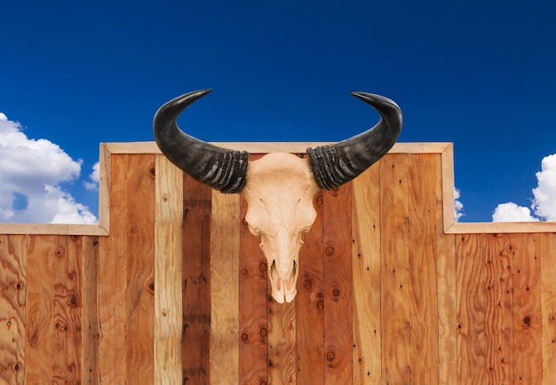 Photo skull cow hung on wall