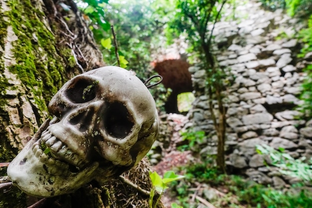 숲 속의 오래된 성 근처의 나무에 매달려 있는 두개골