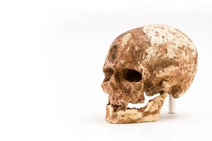 Фото Череп доисторического человека череп гомо сапиенс, изолированные на белом фоне с пространством для текста