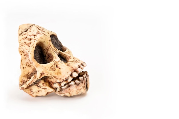 skull of prehistoric man hominid skull or Australopithecus africanus isolated on white background