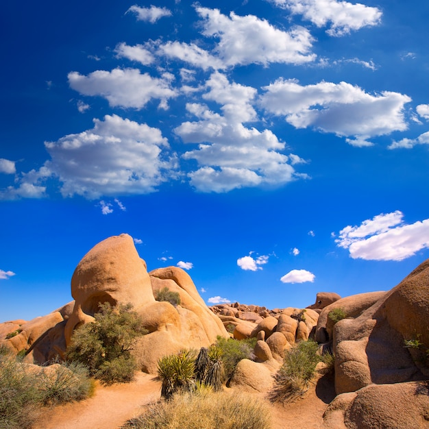 Roccia del cranio nel parco nazionale mohave california dell'albero di joshua