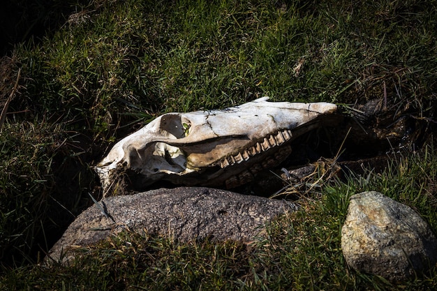 Skull of a sheep in a wild nature