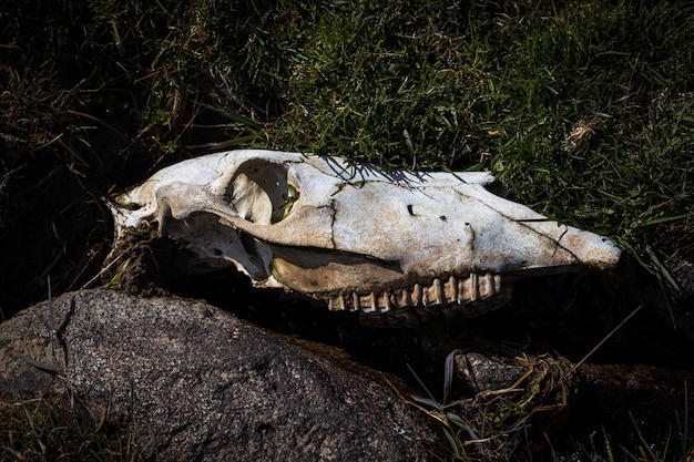 Foto cranio di una pecora in una natura selvaggia