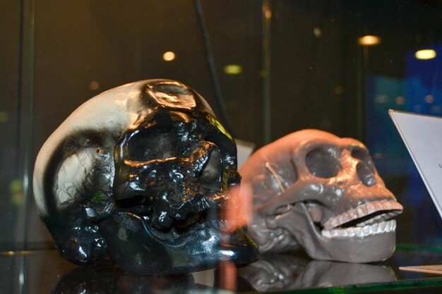 Photo a skull and a skull are on display in a glass case.