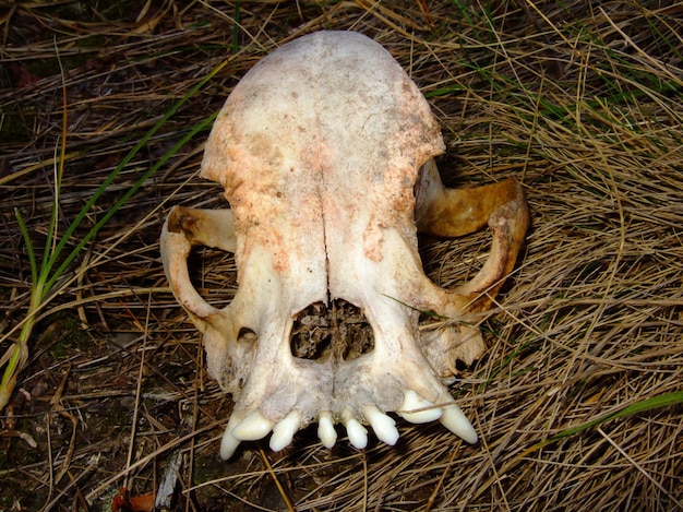 The skull of an unknown animal lies on dry grass. photographed\
close-up