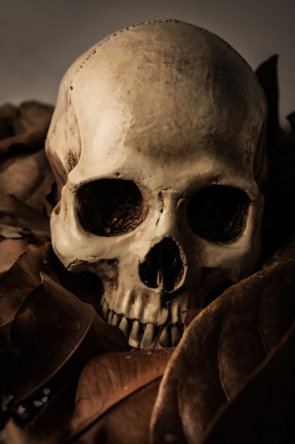 Skull with Dry leaf, still life