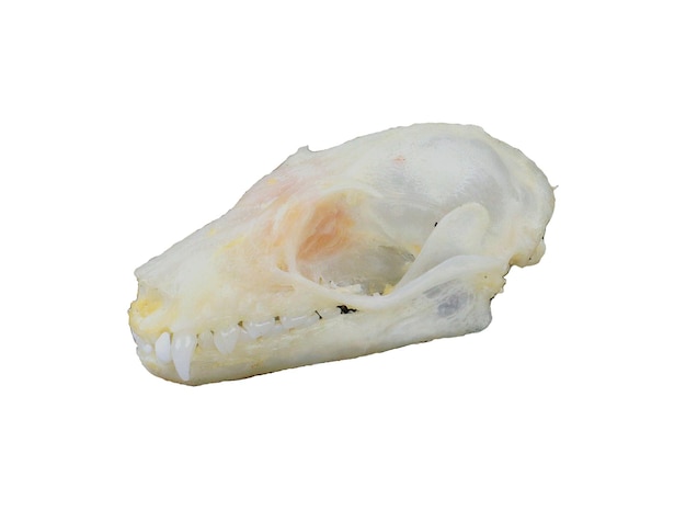 Skull with fangs of tropical bat Rousettus leschelnaulti isolated on white. Horror. Taxidermy