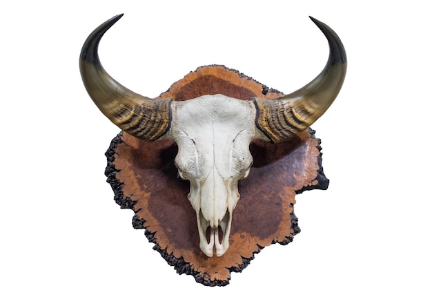 Skull with horns buffalo on wood timber