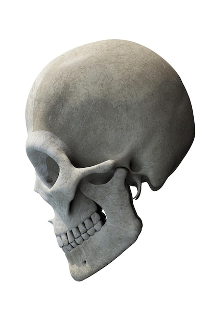 Photo skull with jaw side view