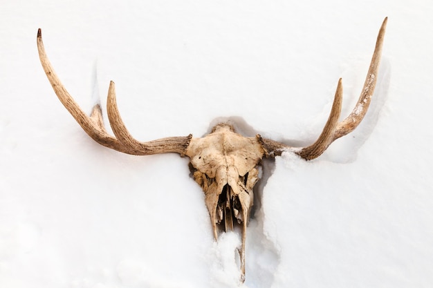 Skull of young moose animal in white snow