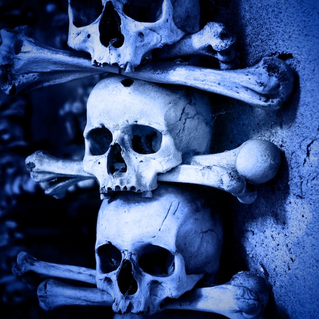 Photo skulls and bones