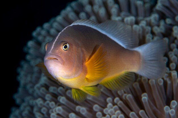 Skunk Anemonefish - Amphiprion akallopisos living in an anemone. Sea life of Bali.