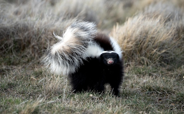 Skunk in verdedigingspositie.