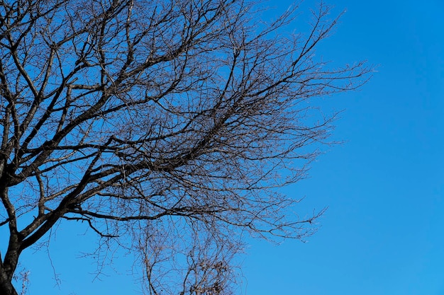 Sky background behind a tree with all its leaves in winter