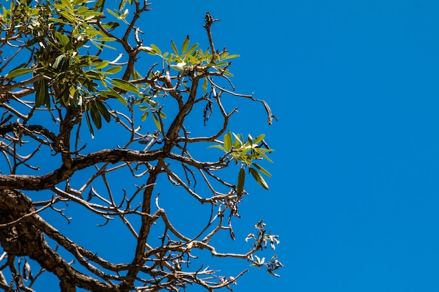 写真 木の上の空