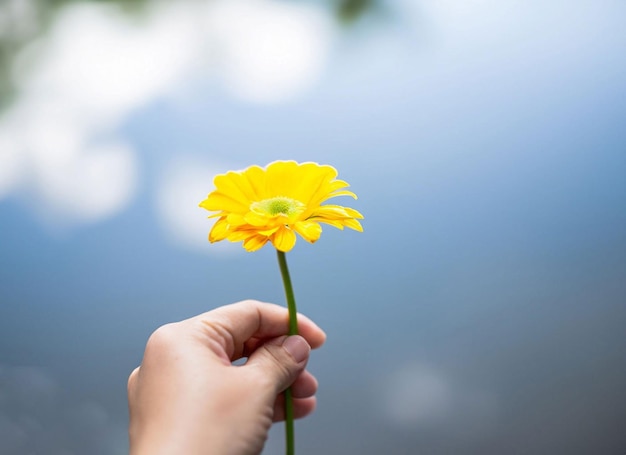 Sky blue background with a flower