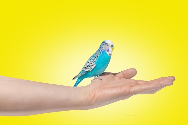 Sky blue wavy parrot sitting on hand on yellow background