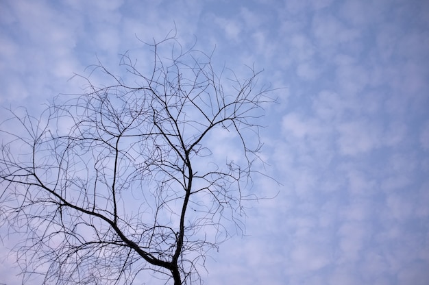 写真 空、雲、枝