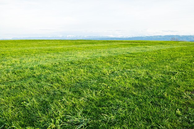 Sky and grass backround