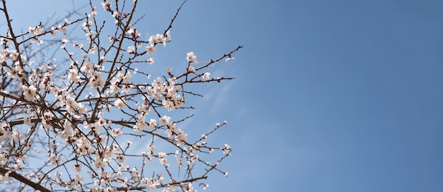 空は青く、木は花を咲かせています。