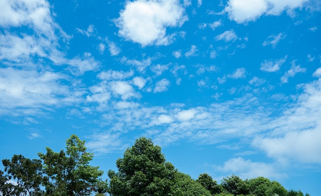 The sky is bright blue with white clouds scattered Nature images with trees sky and clouds perfect for use as wallpaper banner or background