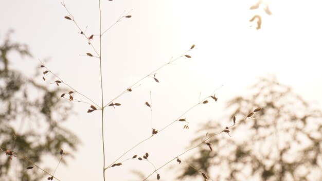 Foto il cielo è limpido