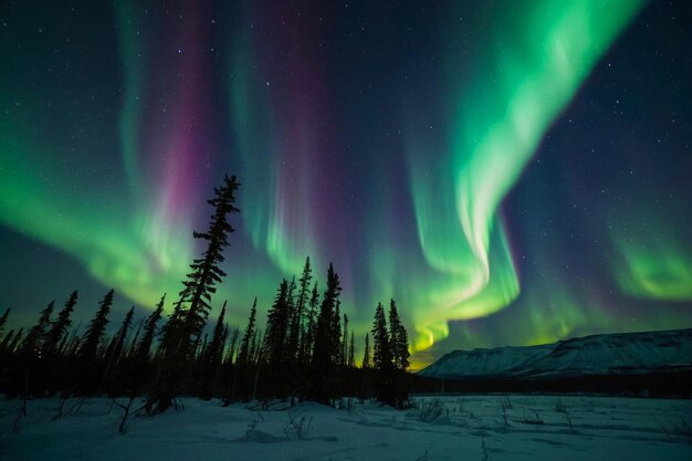 The sky is filled with green auroras and the trees are silhouetted against the sky Scene is serene