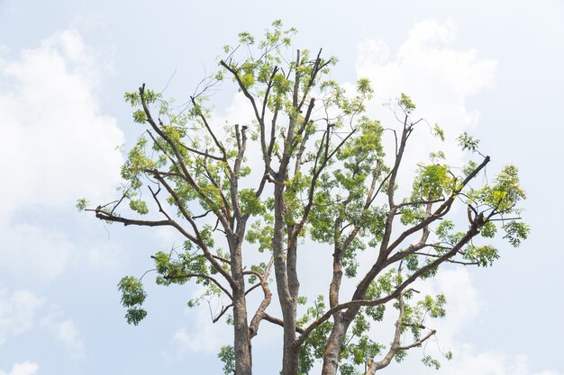 sky behind a large tree.