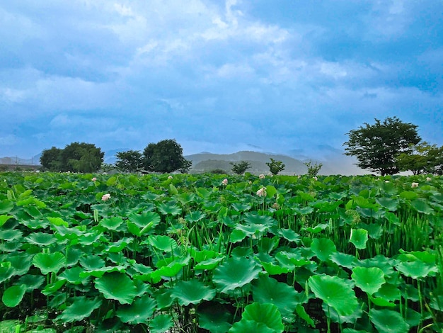 sky and lotus leaf