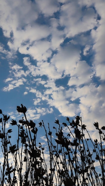 The sky in the morning is a beautiful blue and white day.