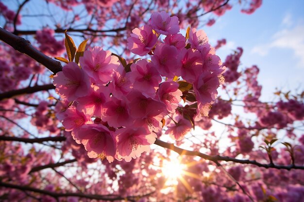 Sky Peeking Through Spring Blossoms