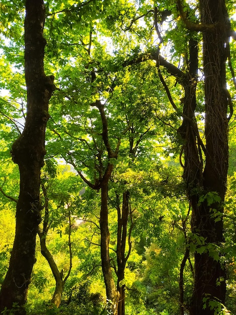 Foto cielo che splende attraverso i bellissimi alberi