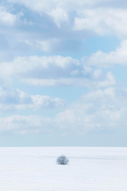 Sky and small bush on white snow