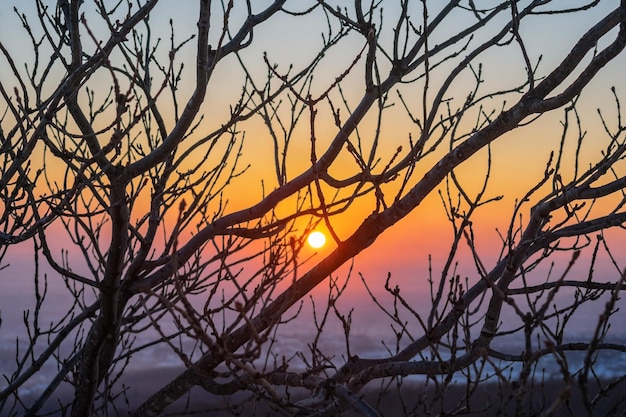 The sky during sunset through the branches of a tree