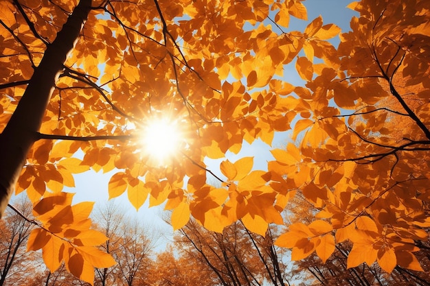 Sky Through Autumn Leaves