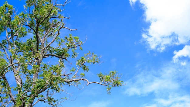 sky and trees