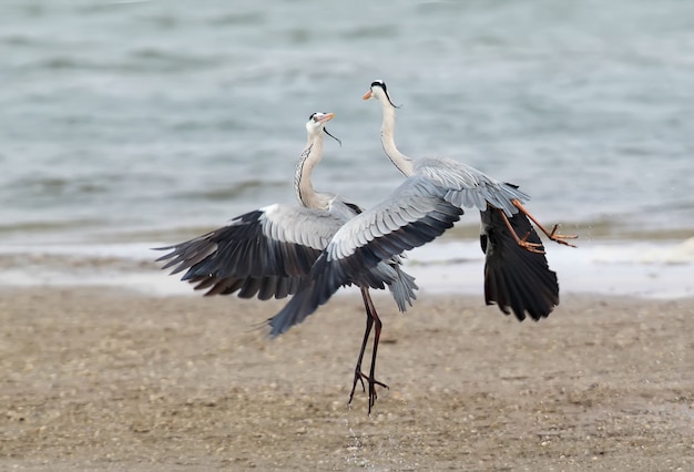 The sky for two. Gray herons demonstrate an air ballet.