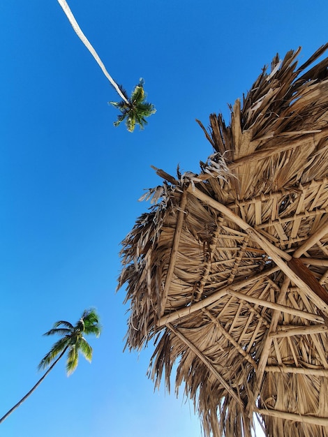 Sky view through palm trees and straw umbrella