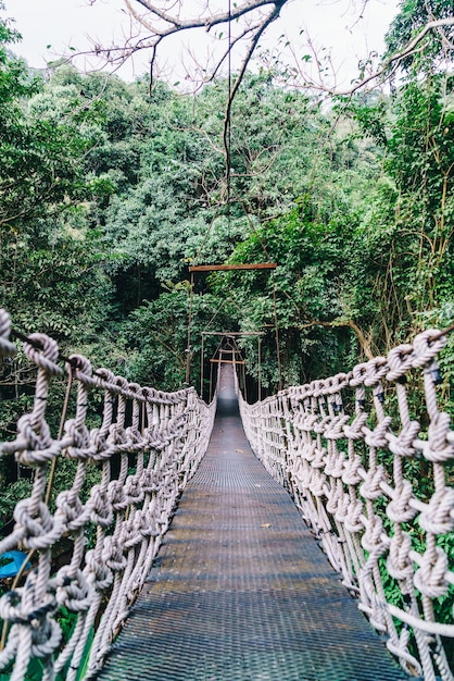 Sky walk in the jungle