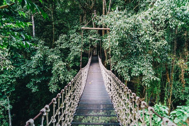 Sky walk in the jungle