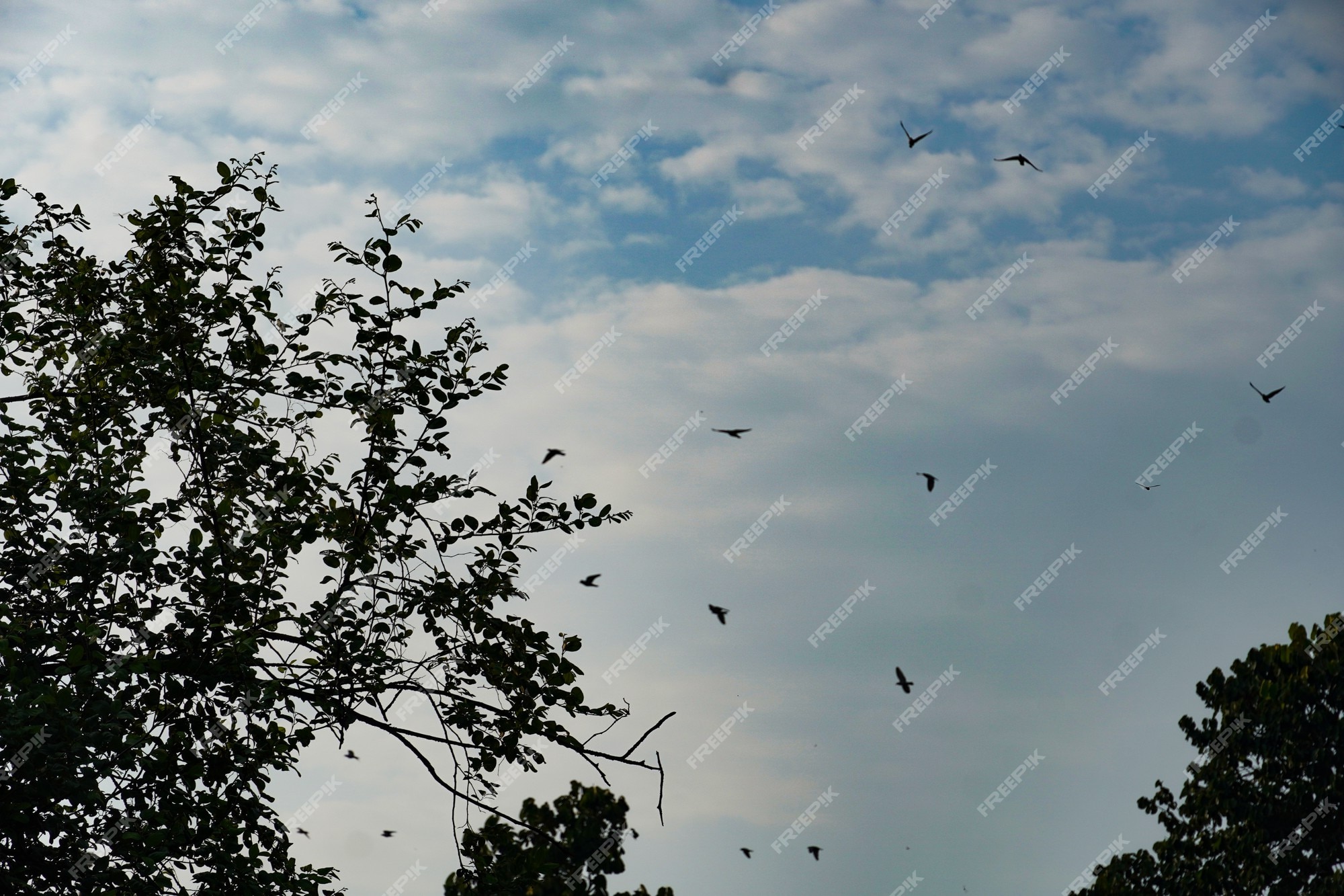 Premium Photo | Sky with birds background hd