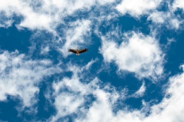 Photo sky with vulture aerial view