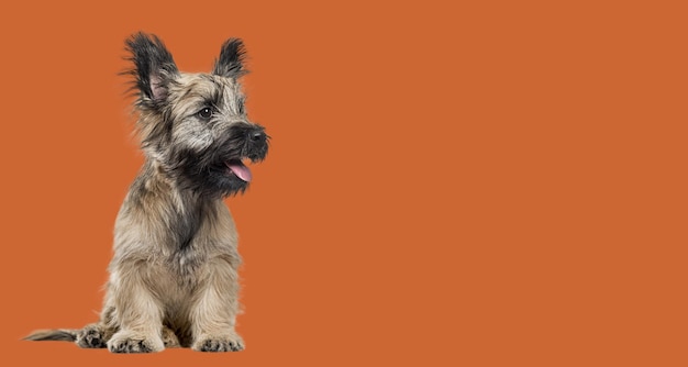 Skye Terrier dog sitting panting and looking away on dark orange background