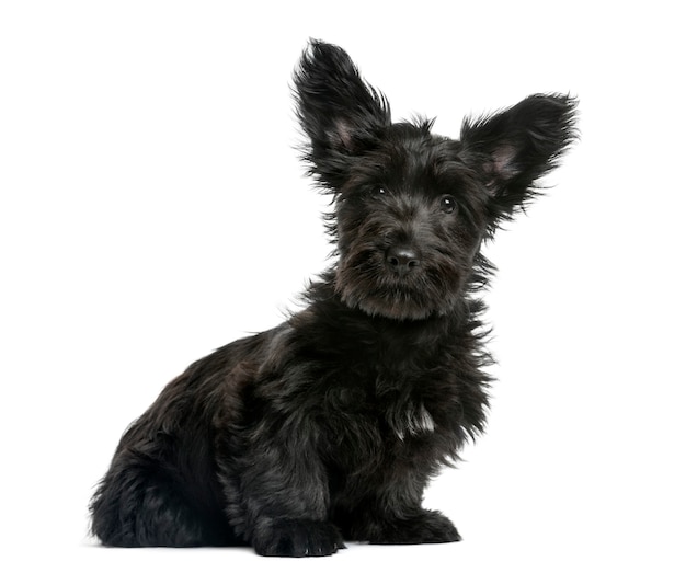 Skye Terrier puppy sitting in front of a white wall