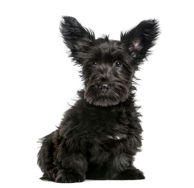 Skye Terrier puppy sitting in front of a white wall