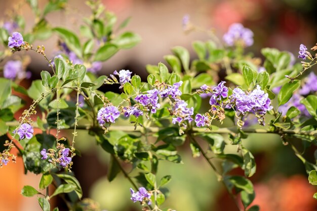 Небесно-желтые цветы вида Duranta erecta с селективным фокусом